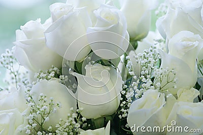 Elegant pure white roses