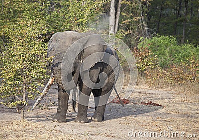 Elephant