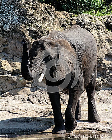 Elephant at Animal Kingdom