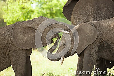 Elephant Baby