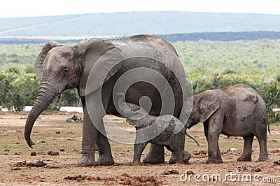 Elephant Baby and Mother