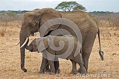 Elephant with Baby