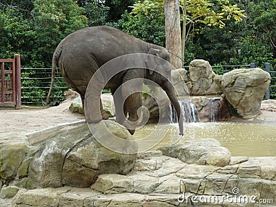 Elephant balancing and drinking