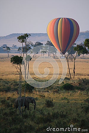 Elephant and balloon