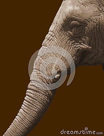 Elephant on brown