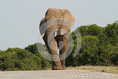 Elephant Bull