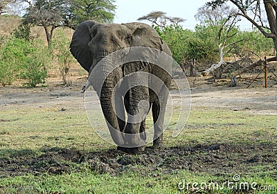 Elephant bull digging in the mud