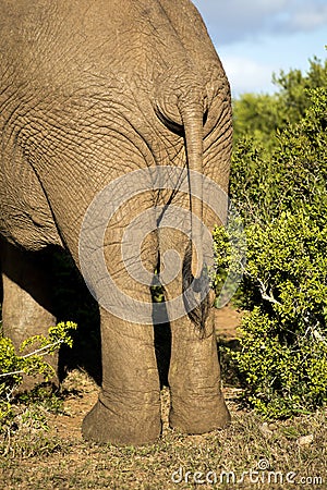 Elephant bum