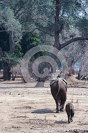 Elephant calf following mum