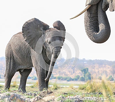 Elephant calf standing near mom