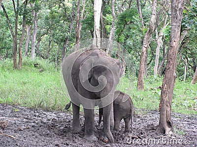 Elephant and Calf