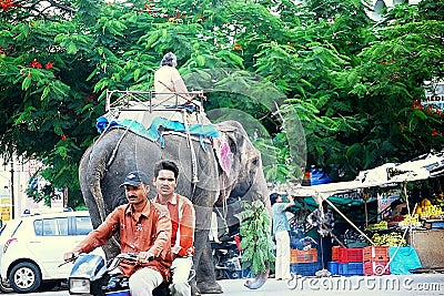 Elephant causing traffic jam on Indian roads