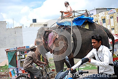 Elephant causing traffic jam on Indian roads
