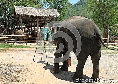 Elephant draws a tree a trunk