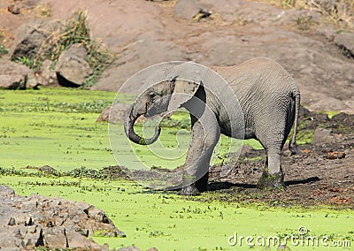 Elephant drinking