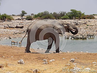 Elephant drinking from oasis
