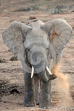 Elephant Dust Bathing