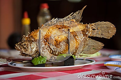 Elephant ear fish