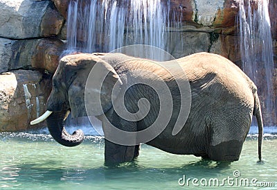 Elephant Enjoying Waterfall