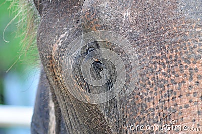 Elephant Eye