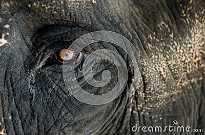 Elephant eye