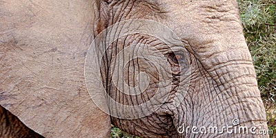 Elephant eye