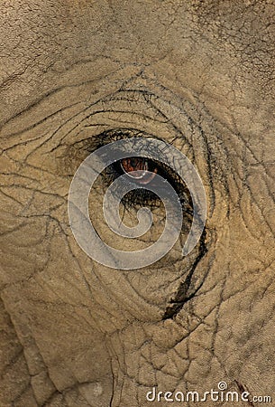 Elephant Eye