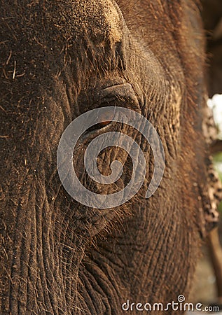 Elephant Eye