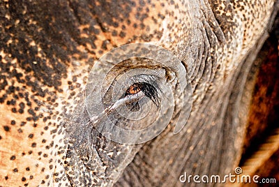 Elephant eye