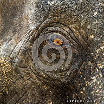 Elephant eye closeup