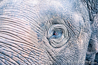 Elephant eye