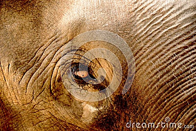 Elephant eye