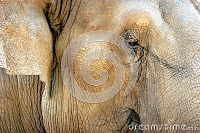 Elephant face detail