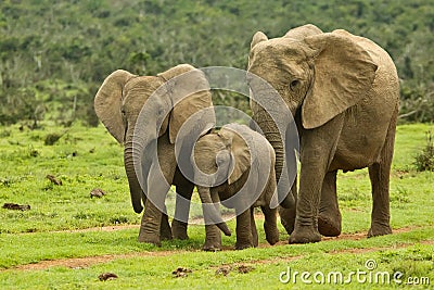 Elephant family