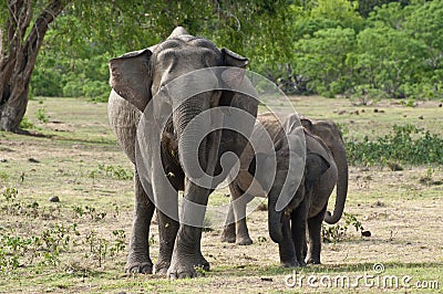 An elephant family