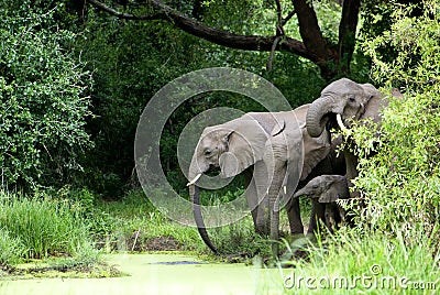 Elephant Family drinking Water