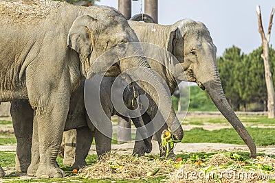 Elephant Family