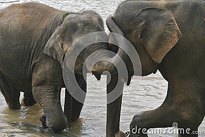 Elephant family