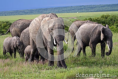 Elephant family, Masai Mara, Kenya