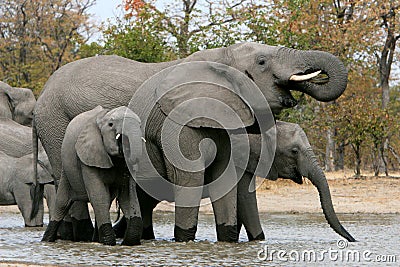 Elephant family waterhole