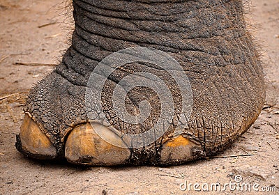 The Elephant foot