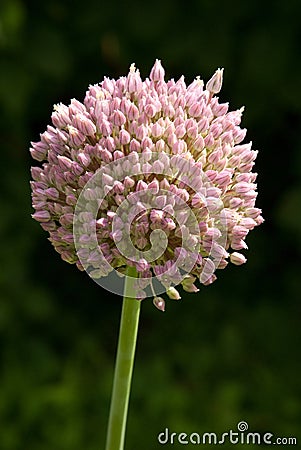 Elephant Garlic Flower Head