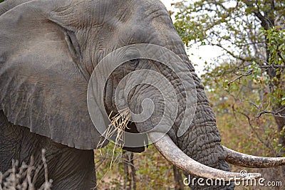 Elephant grazing