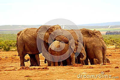 Elephant group hug