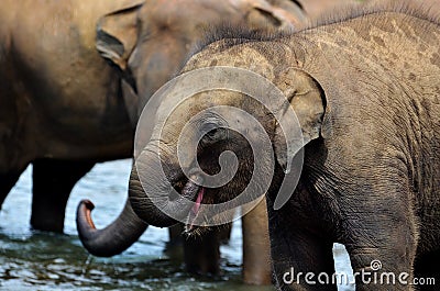 Elephant group in the river