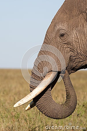 Elephant head