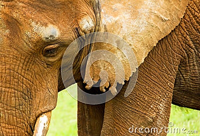 Elephant head