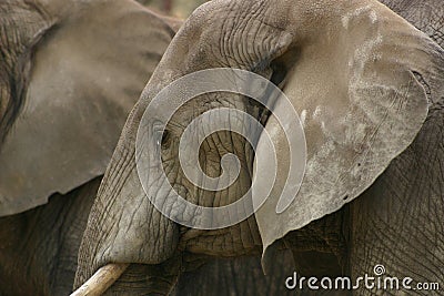 Elephant head