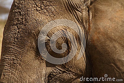 Elephant Head Close Up