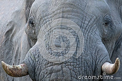 Elephant Head Closeup